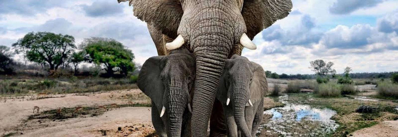 3. L'éléphant d'Afrique