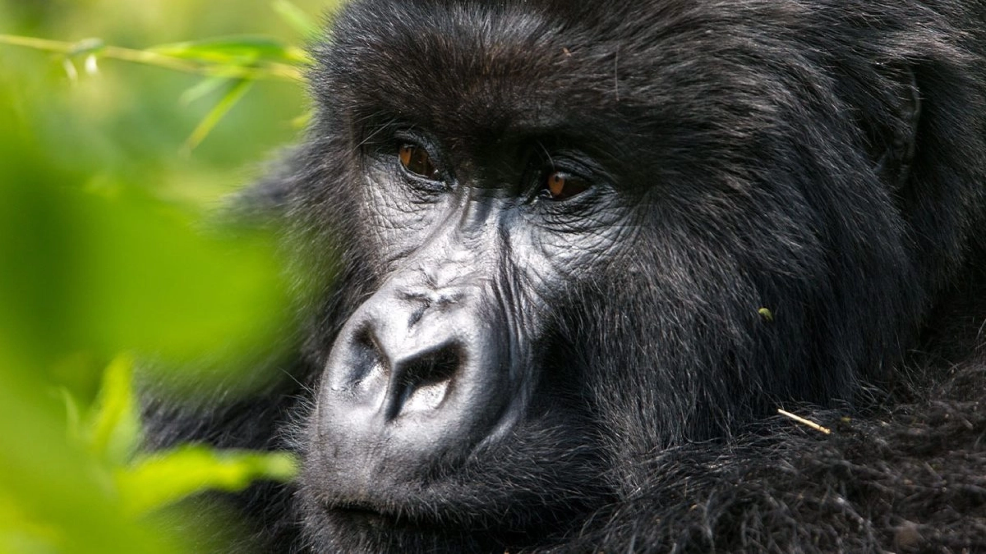 3 Tage Gorilla Safari Uganda