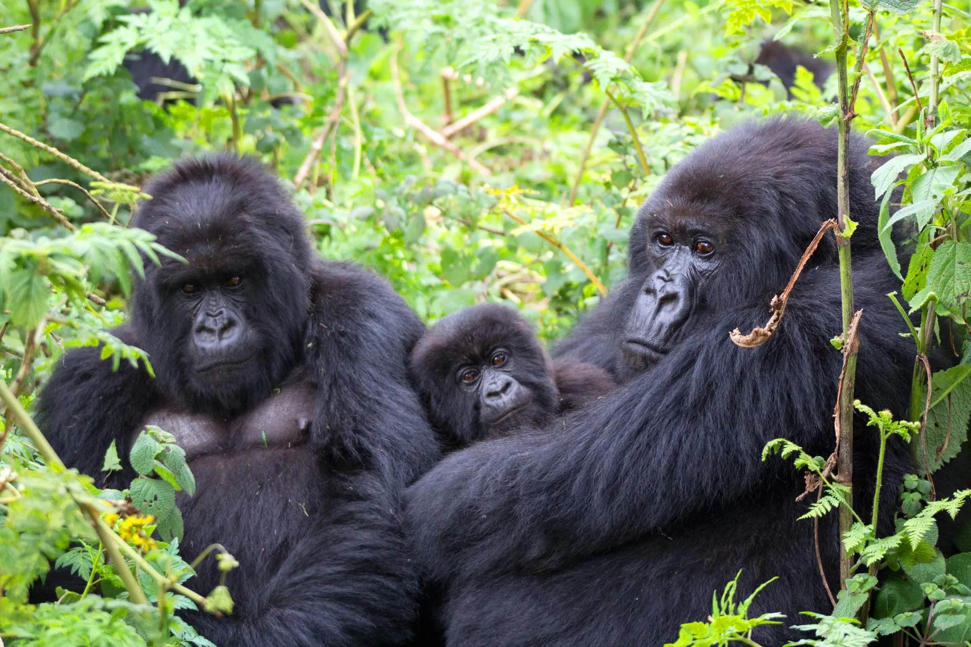 4 Tage Gorilla Safari Uganda