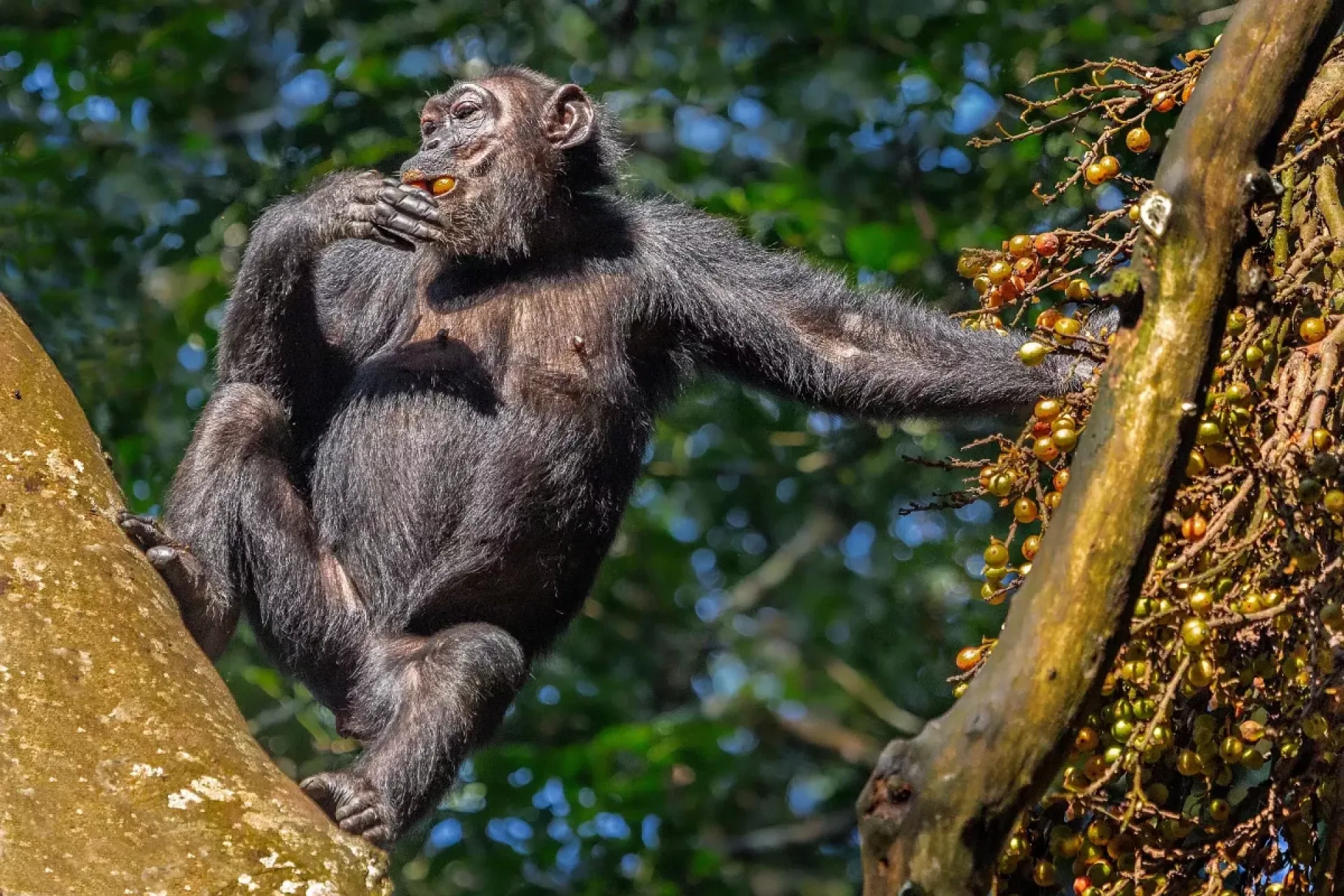 5 Tage Gorilla und Schimpansen Safari