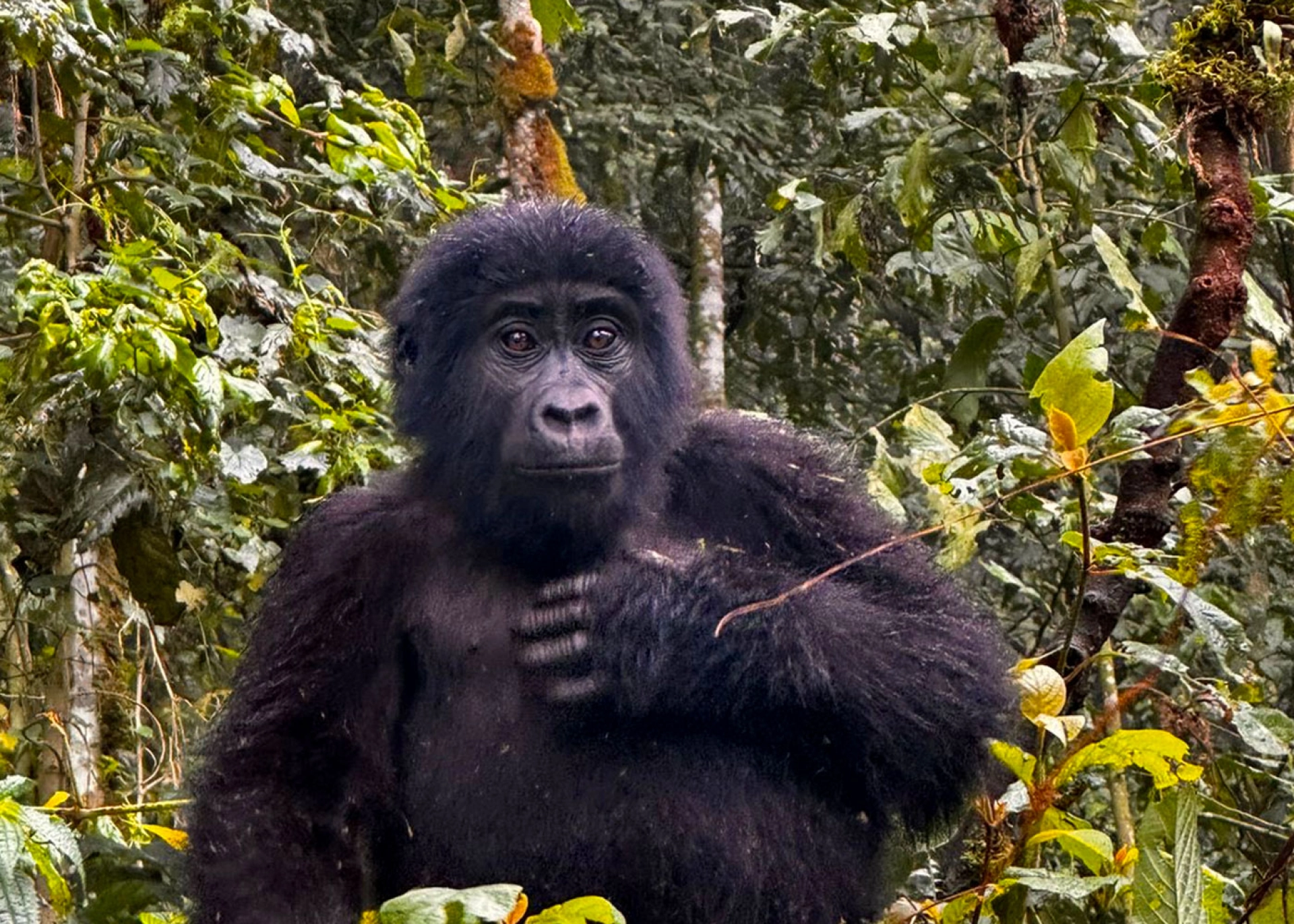 7 Tage Uganda Safari mit Gorilla Trekking