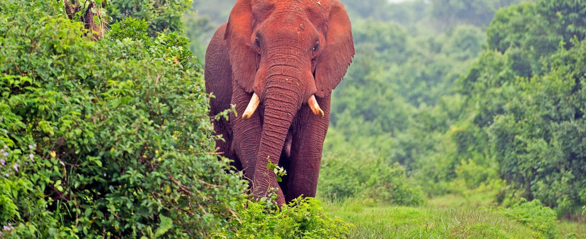 Aberdare Nationalpark Safari