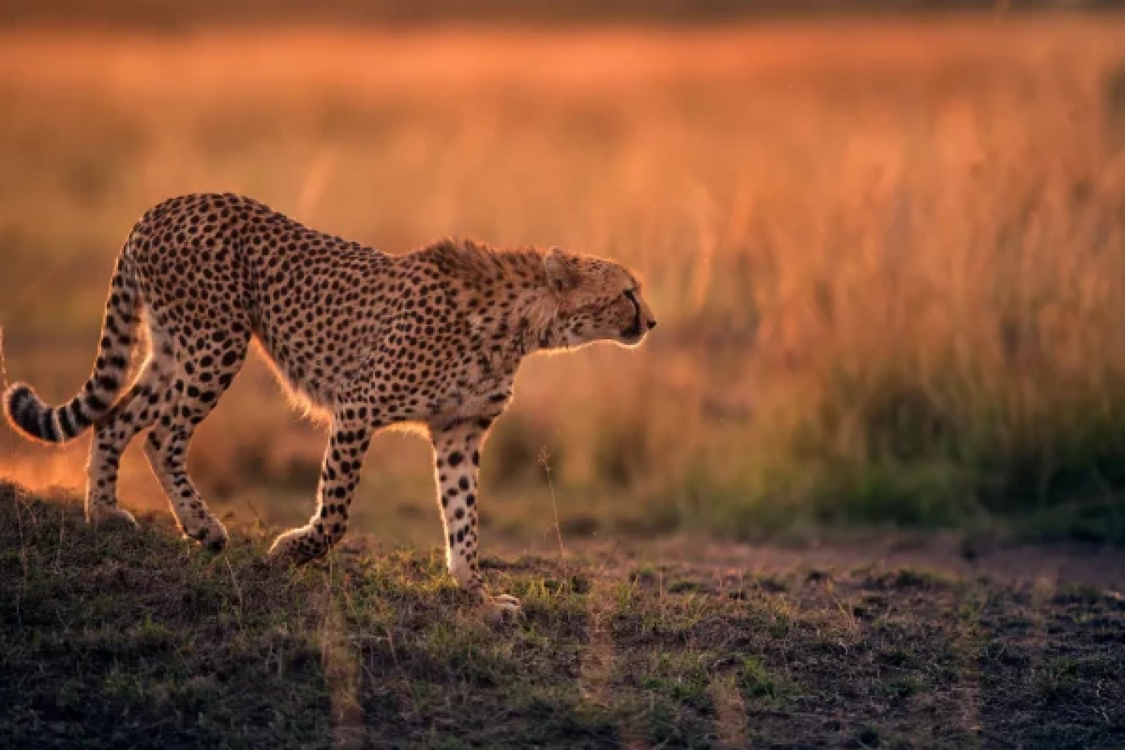 African safari