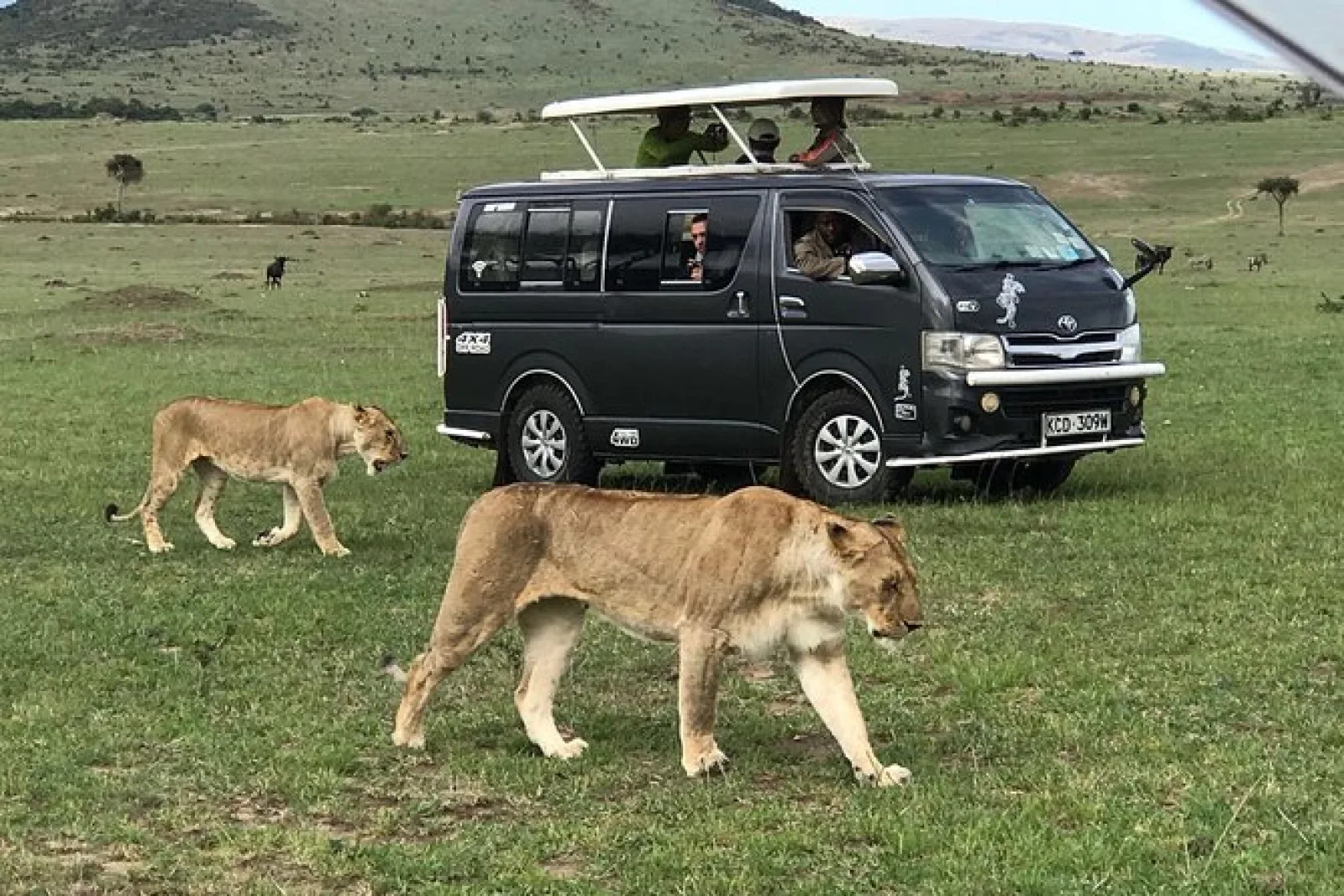 African safari
