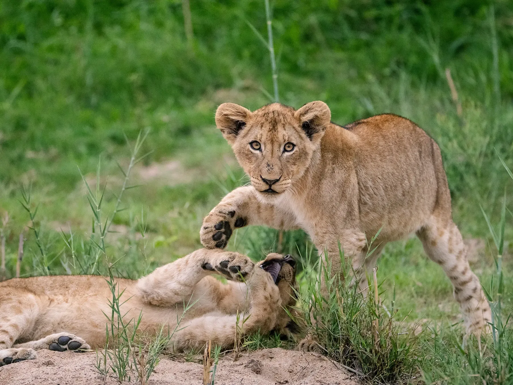 African safari