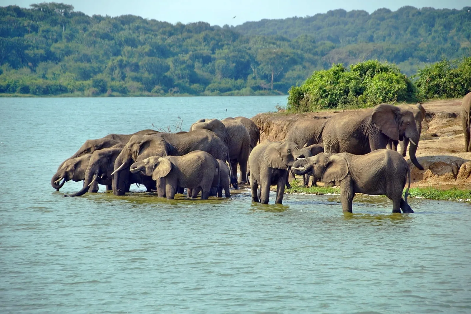 African safari