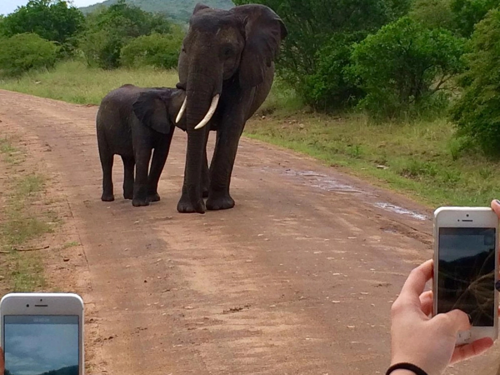 African safari