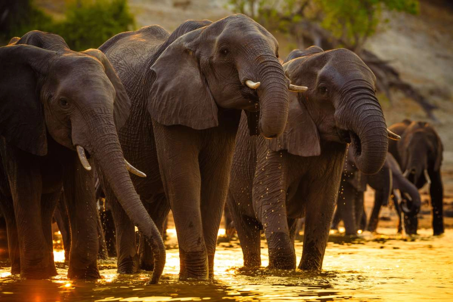 African Safari News July 2024: Flights, Parks & Africa Travel Updates