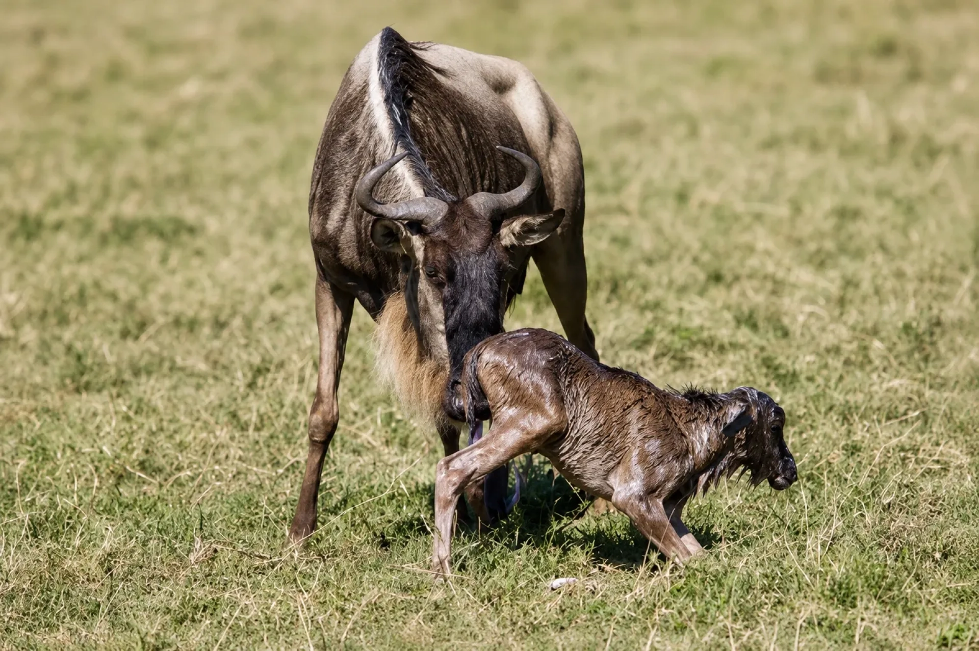 African Safari News & Travel Updates: February 2027