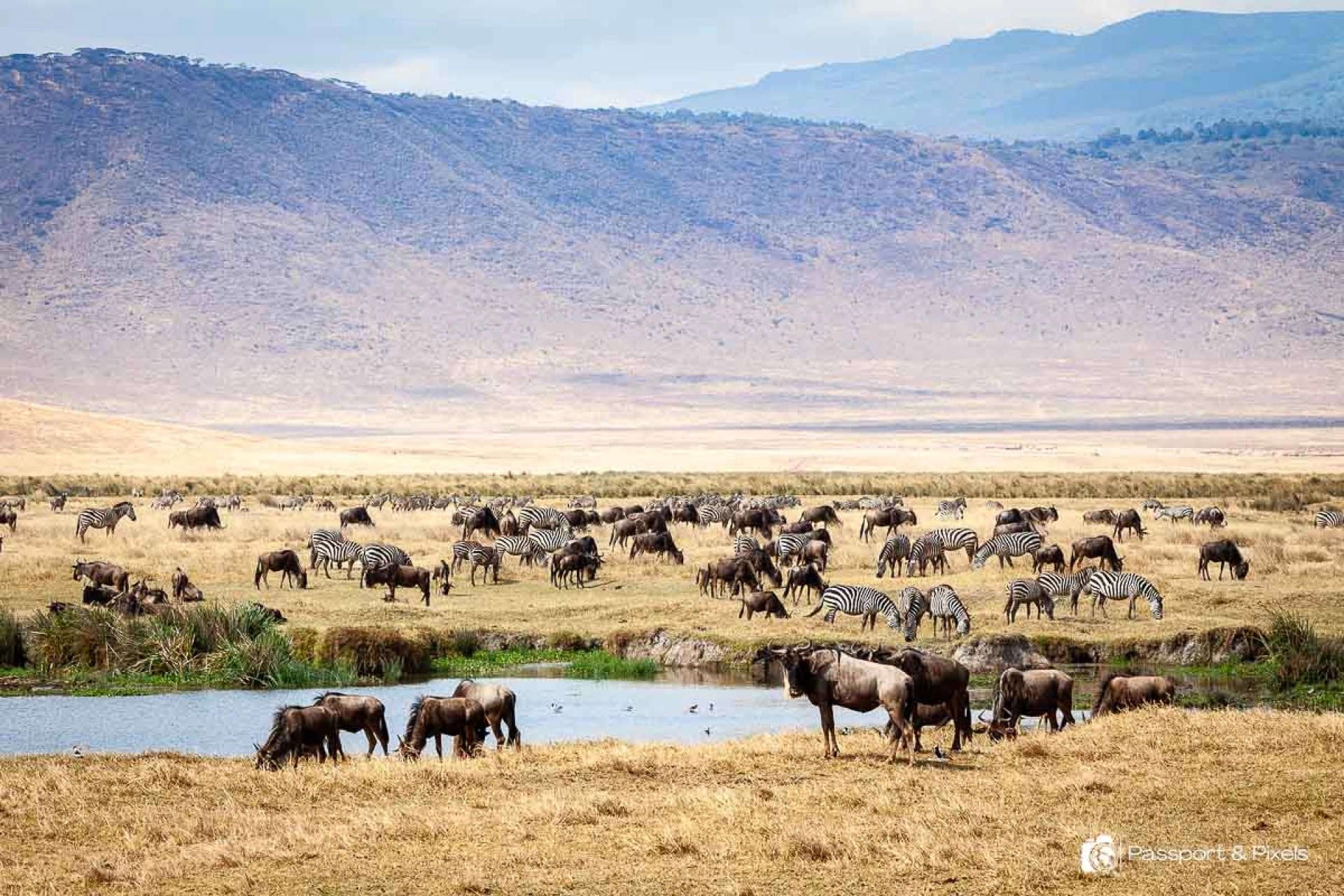African Safari Photography Guide: Best Animals, Destinations & Tips