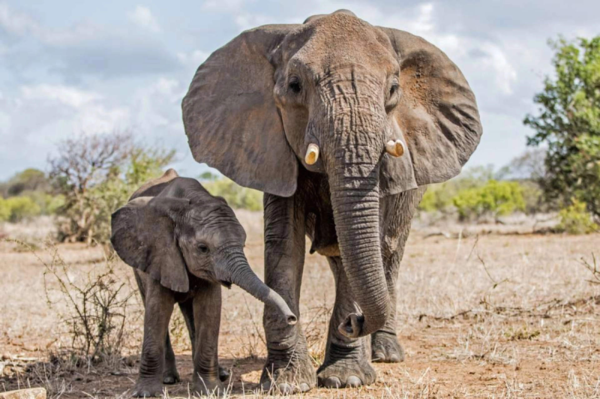 African Safari Wildlife Park in Ohio vs the 3 Best National Parks in Africa