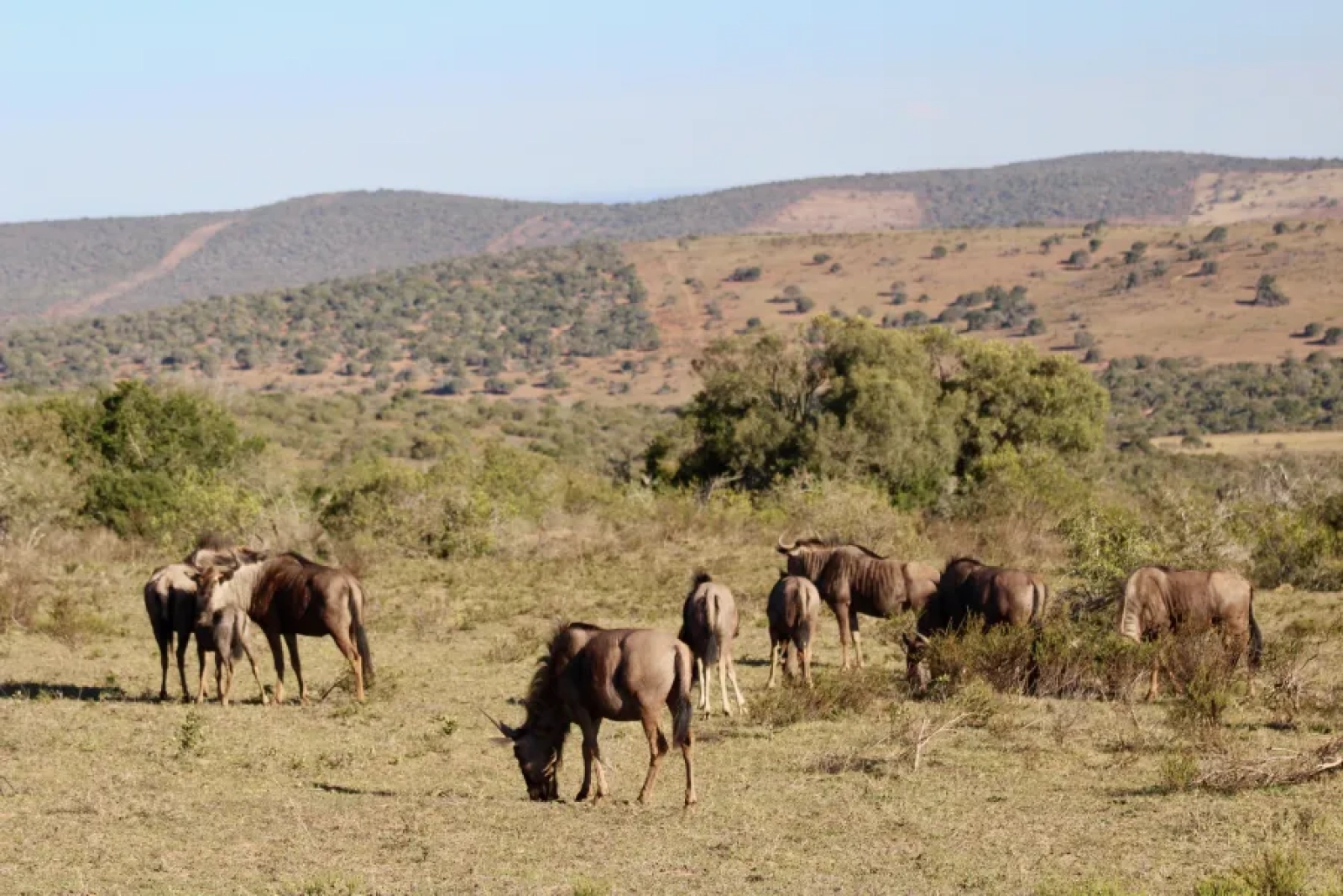 African safari