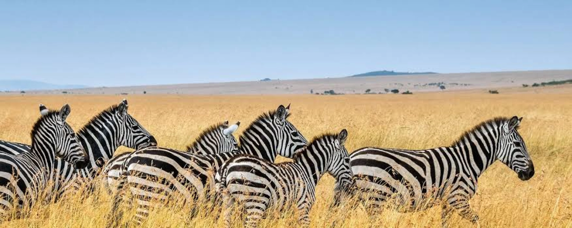 Afrika Safari für Anfänger: Kompletter Guide