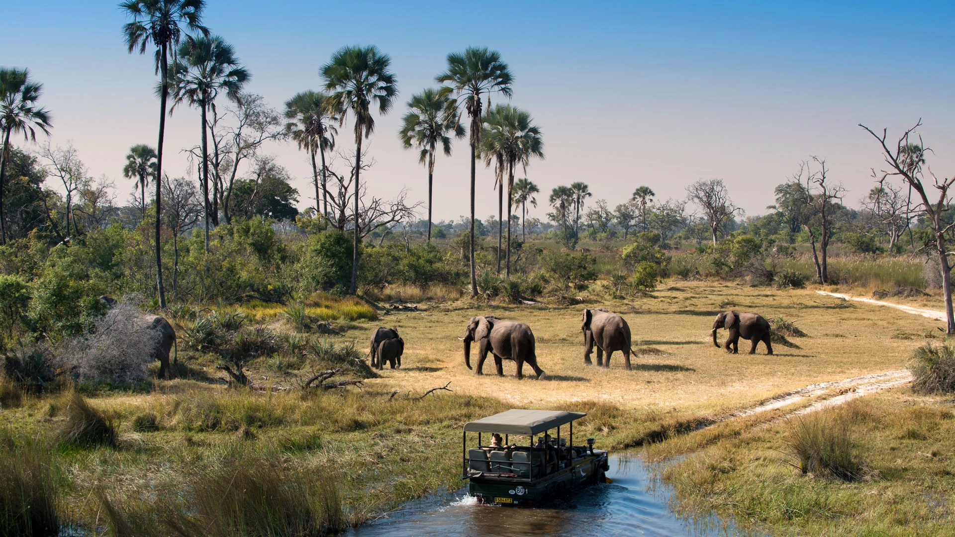 An Authentic Botswana Safari in Chobe, Moremi & Okavango Delta