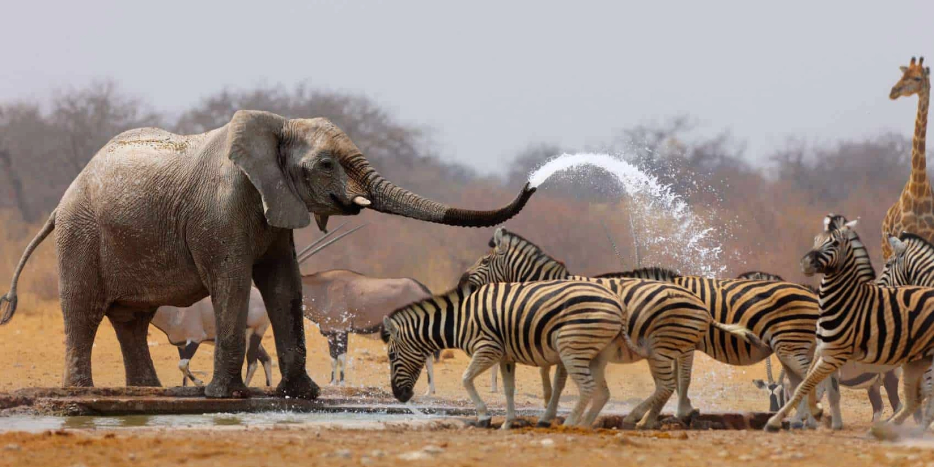 Animals You’re Most Likely to See on a Budget Safari And Where to See Them