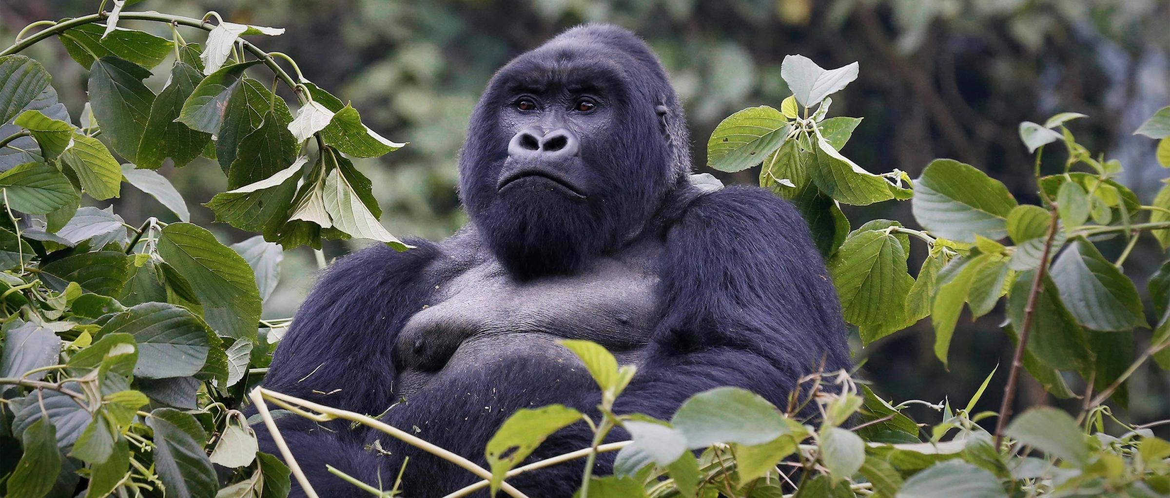 Are gorilla monkeys? – Are Gorillas Primates?