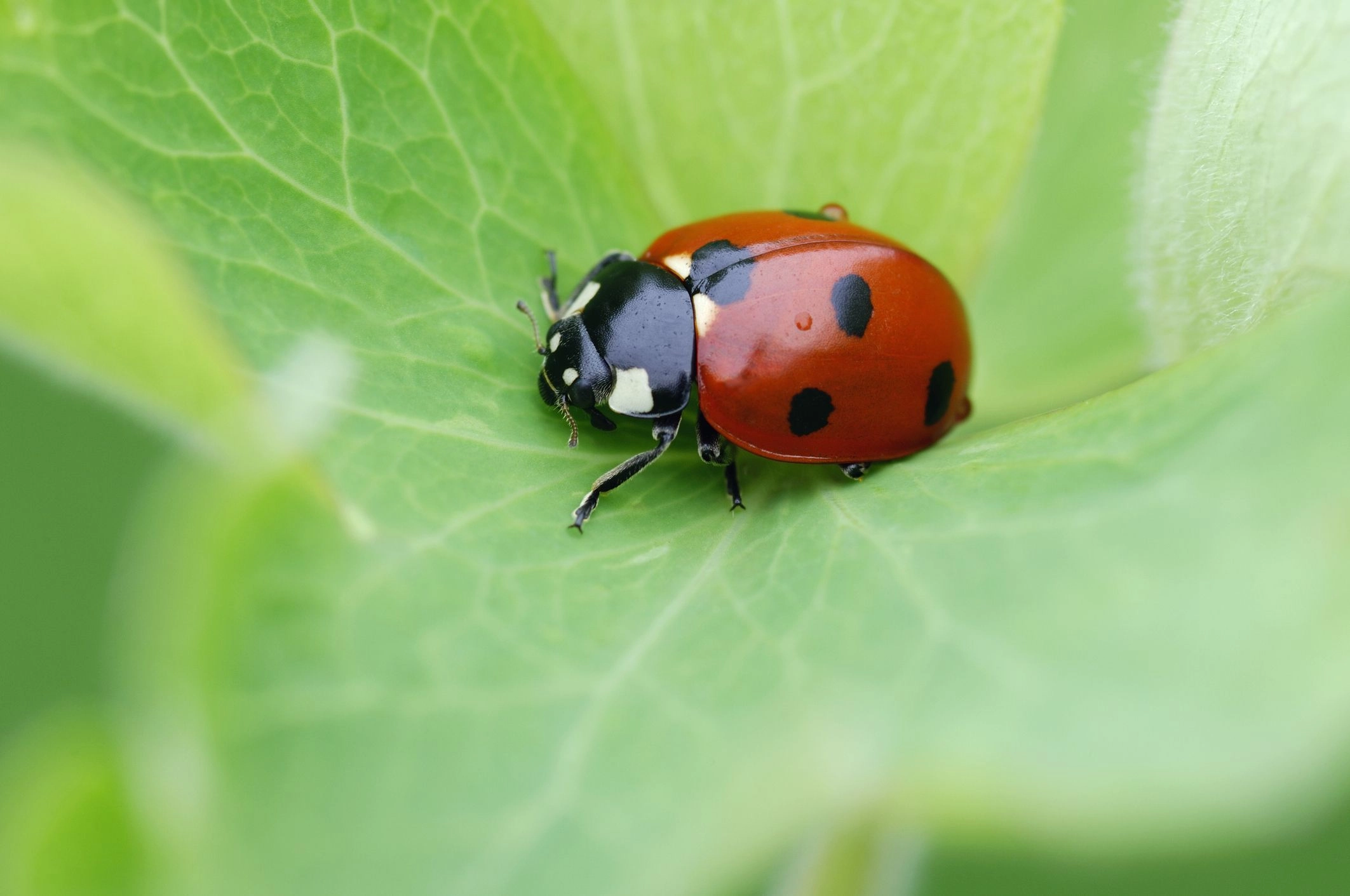 Are insects a problem on safari?