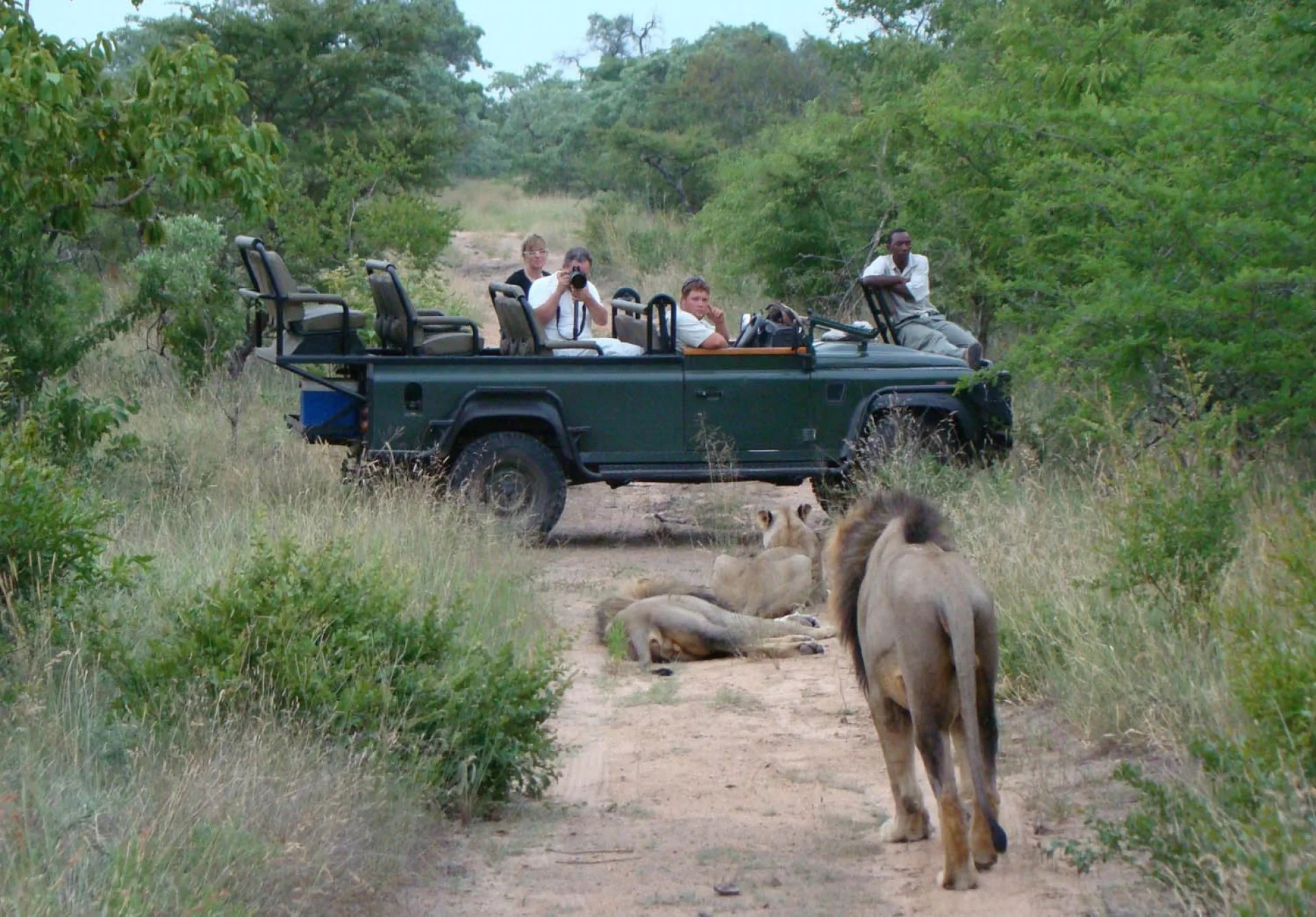 Are morning or afternoon game drives better?