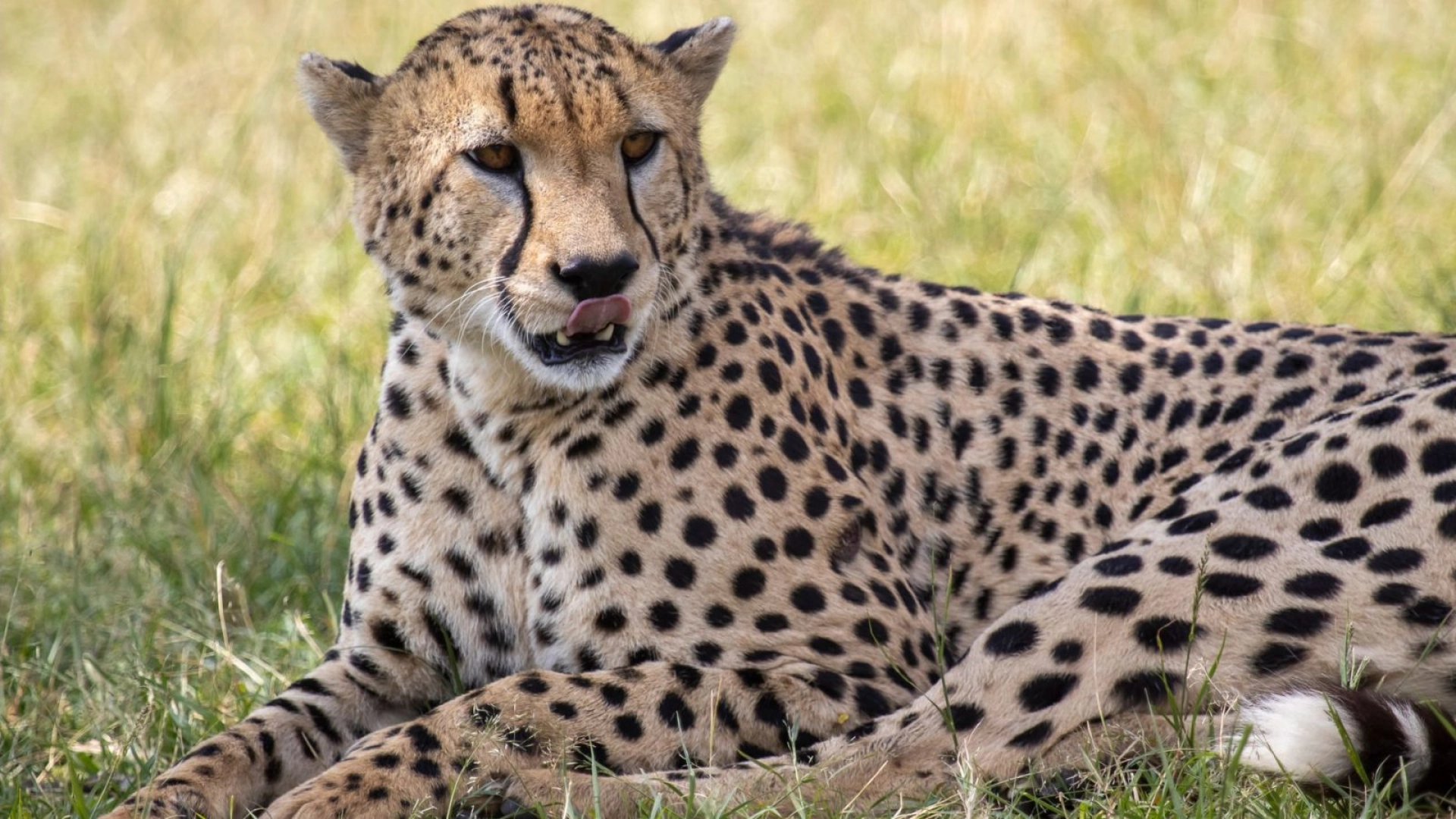 Are safari deposits refundable?