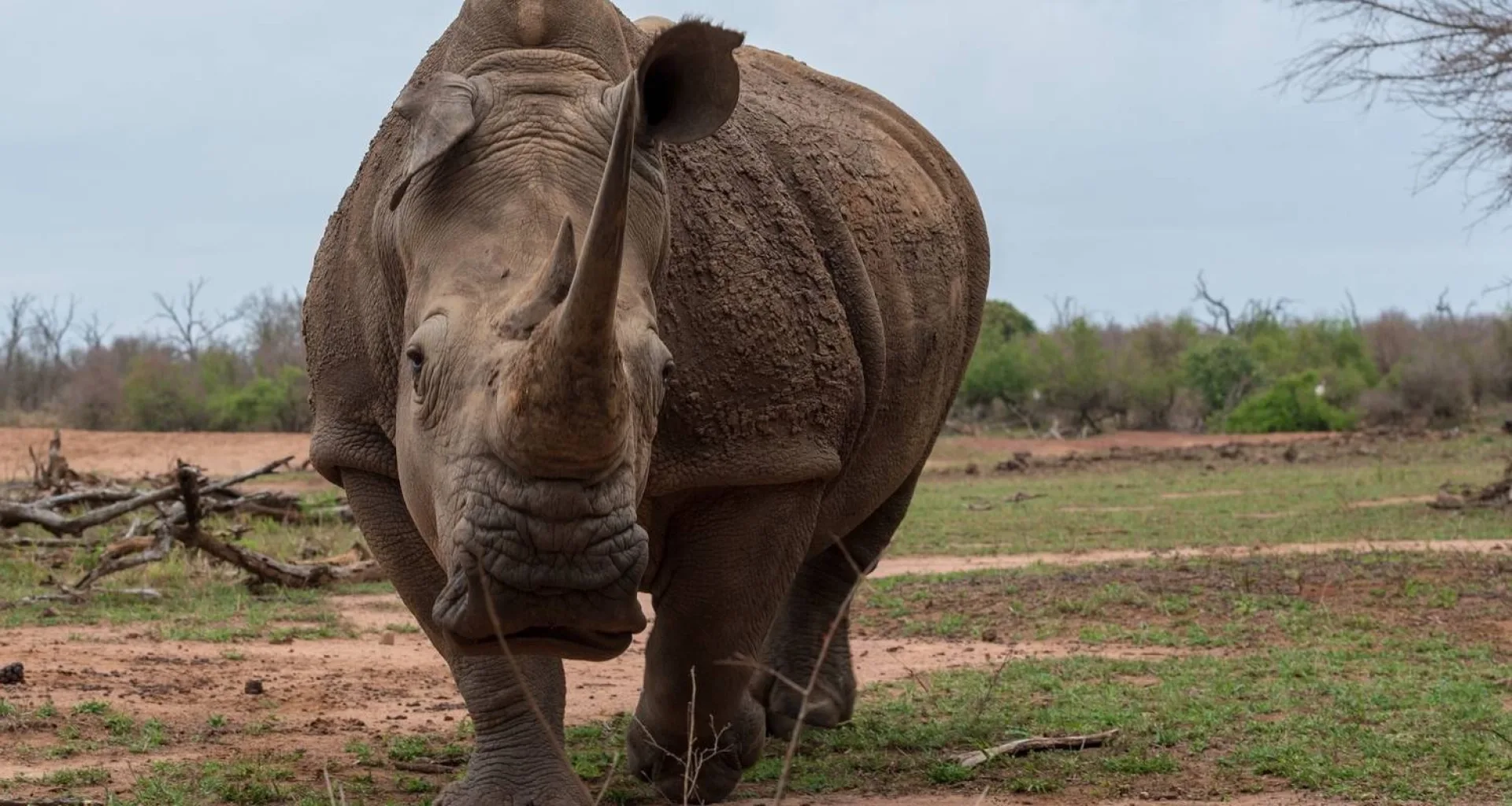 Are safari prices higher at Christmas and New Year?