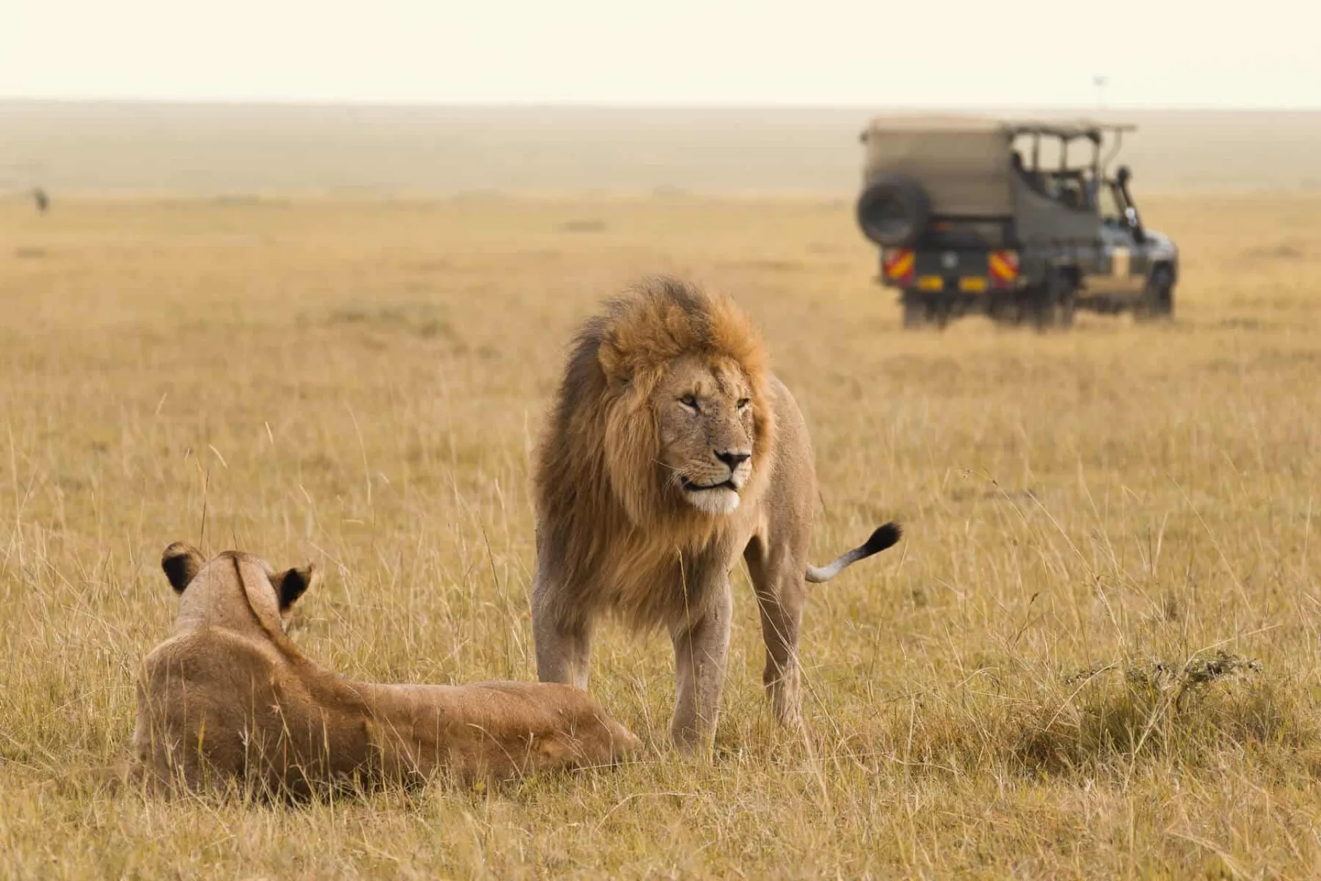 Are safari vehicles safe around lions?