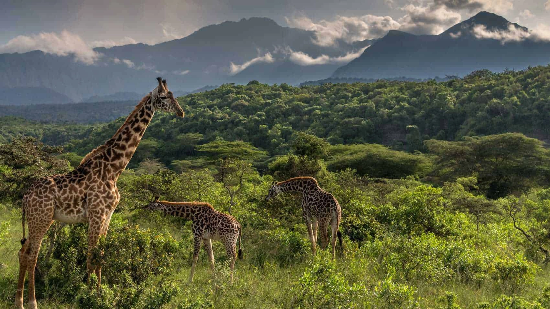 Arusha Nationalpark Safari