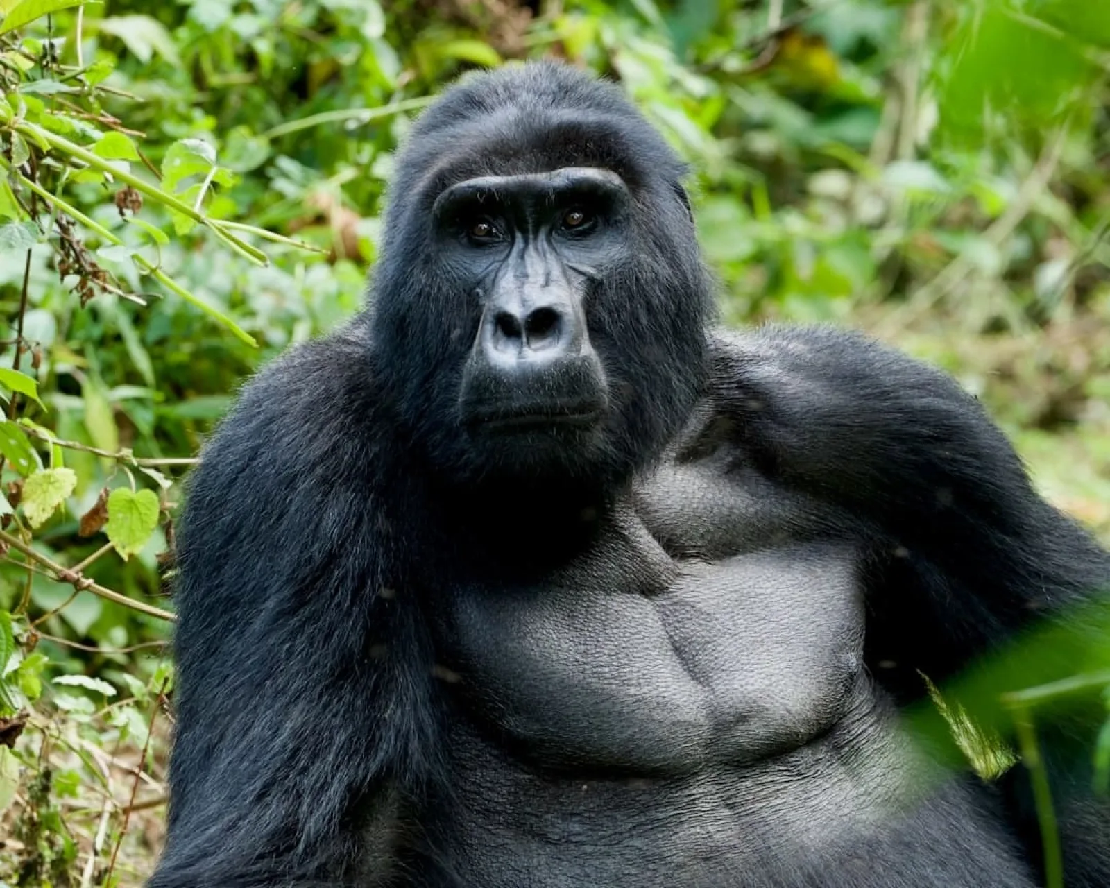 Avis : faut-il combiner safari et gorilles