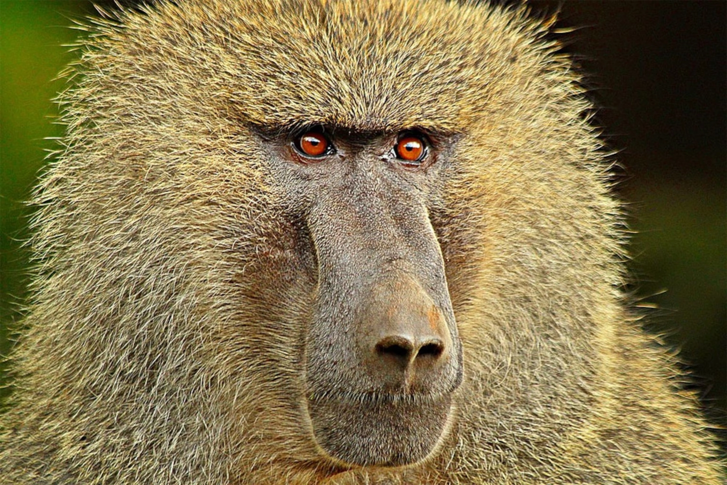 Baboon vs Monkey: What’s the Difference? Are Baboons Monkeys?