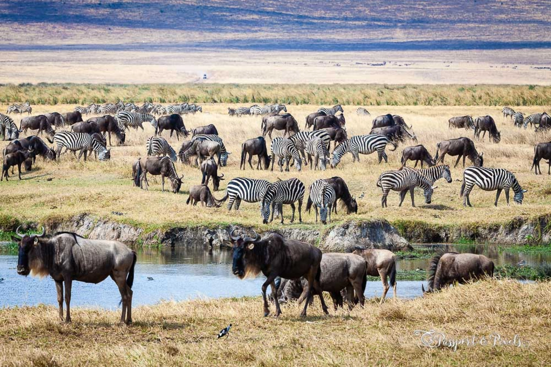 Best African country for safaris – Kenya vs Tanzania Safaris