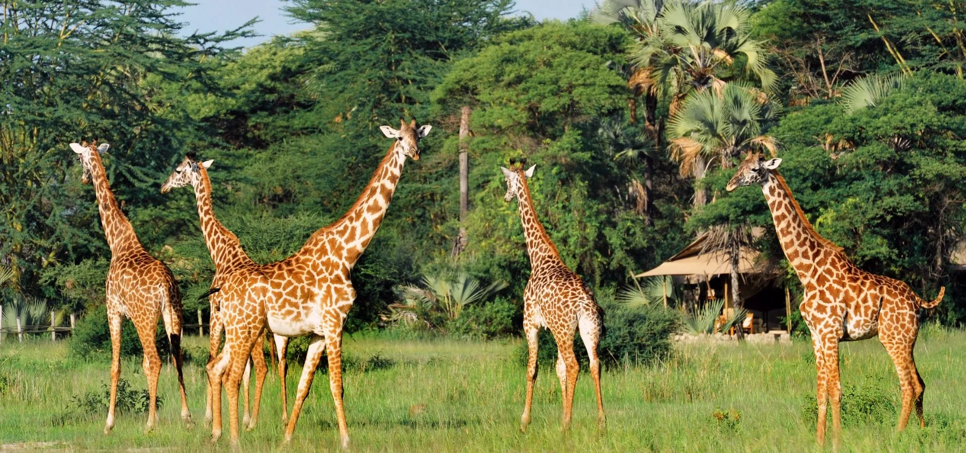 Best African Safaris for Peak Season (June–Oct 2027)