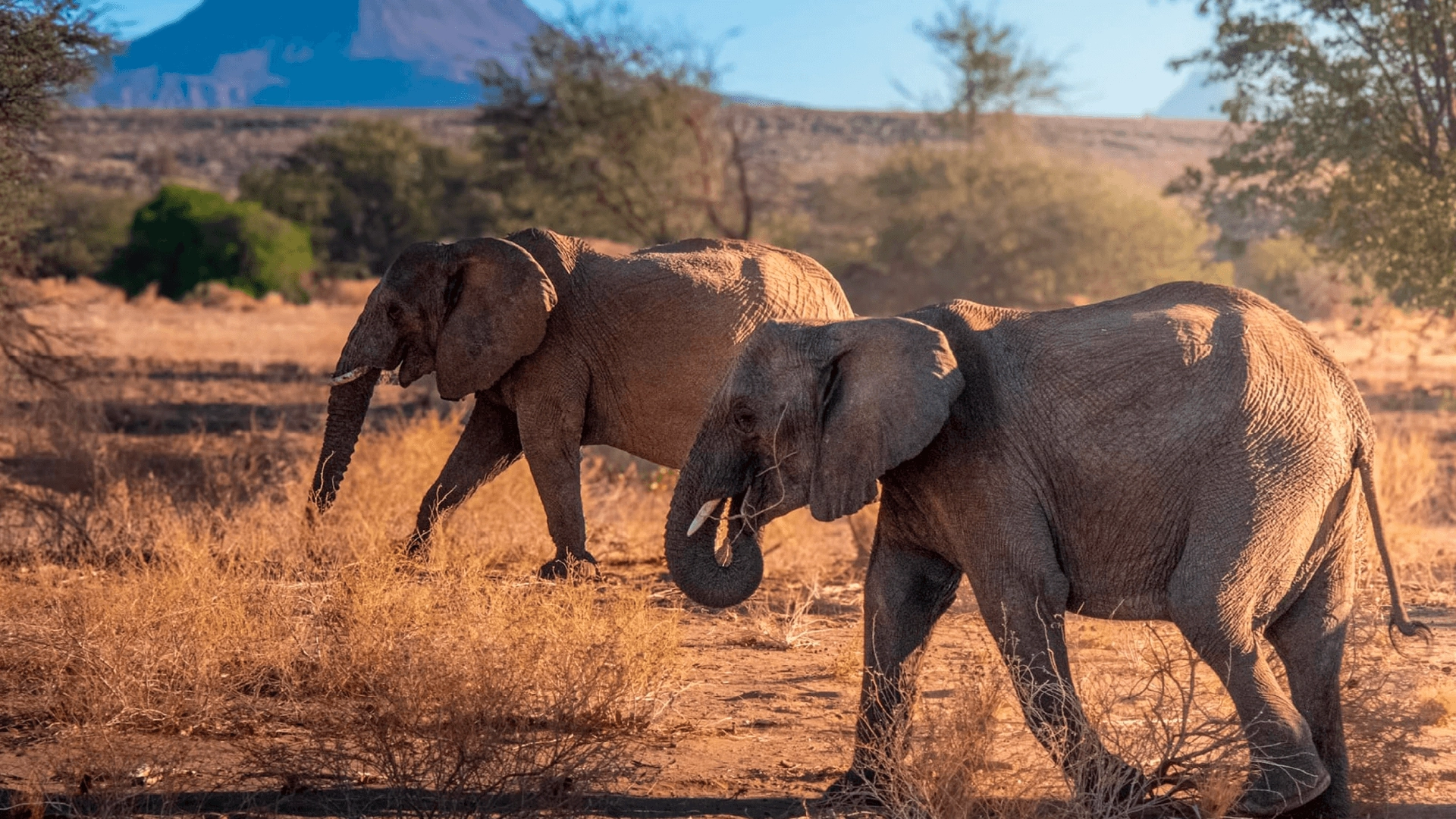 Best African Safaris Jan–June 2027