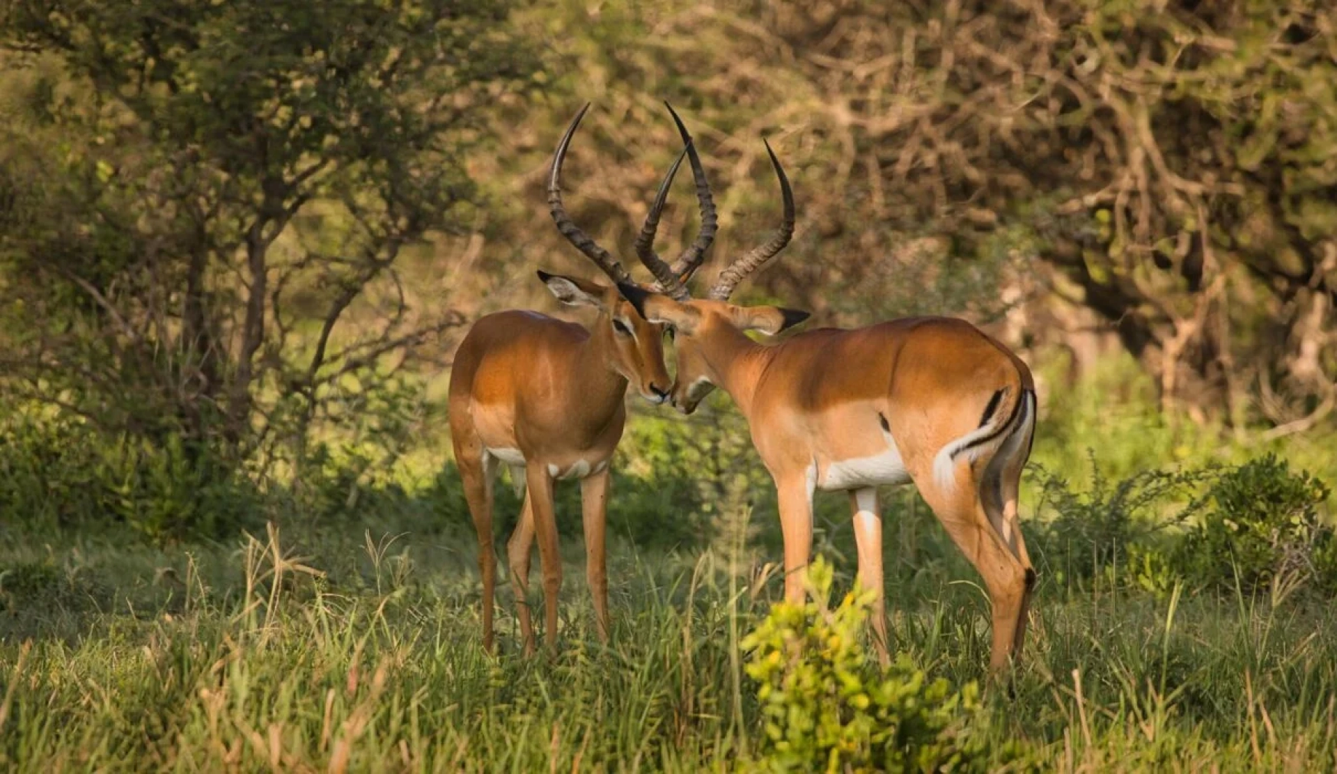 Best African Safaris of 2027