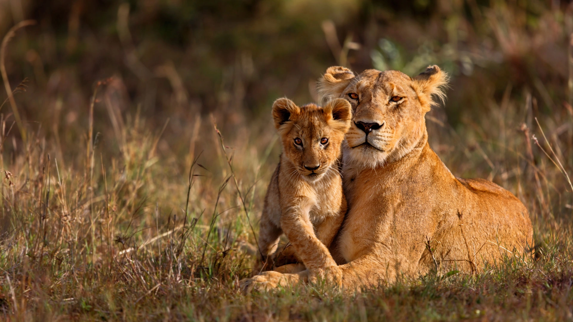 Best Big 5 Game Reserves for a Short Safari near Johannesburg, South Africa