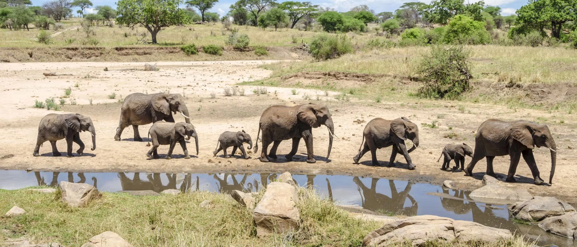 Big Five en Afrique : où les voir ?