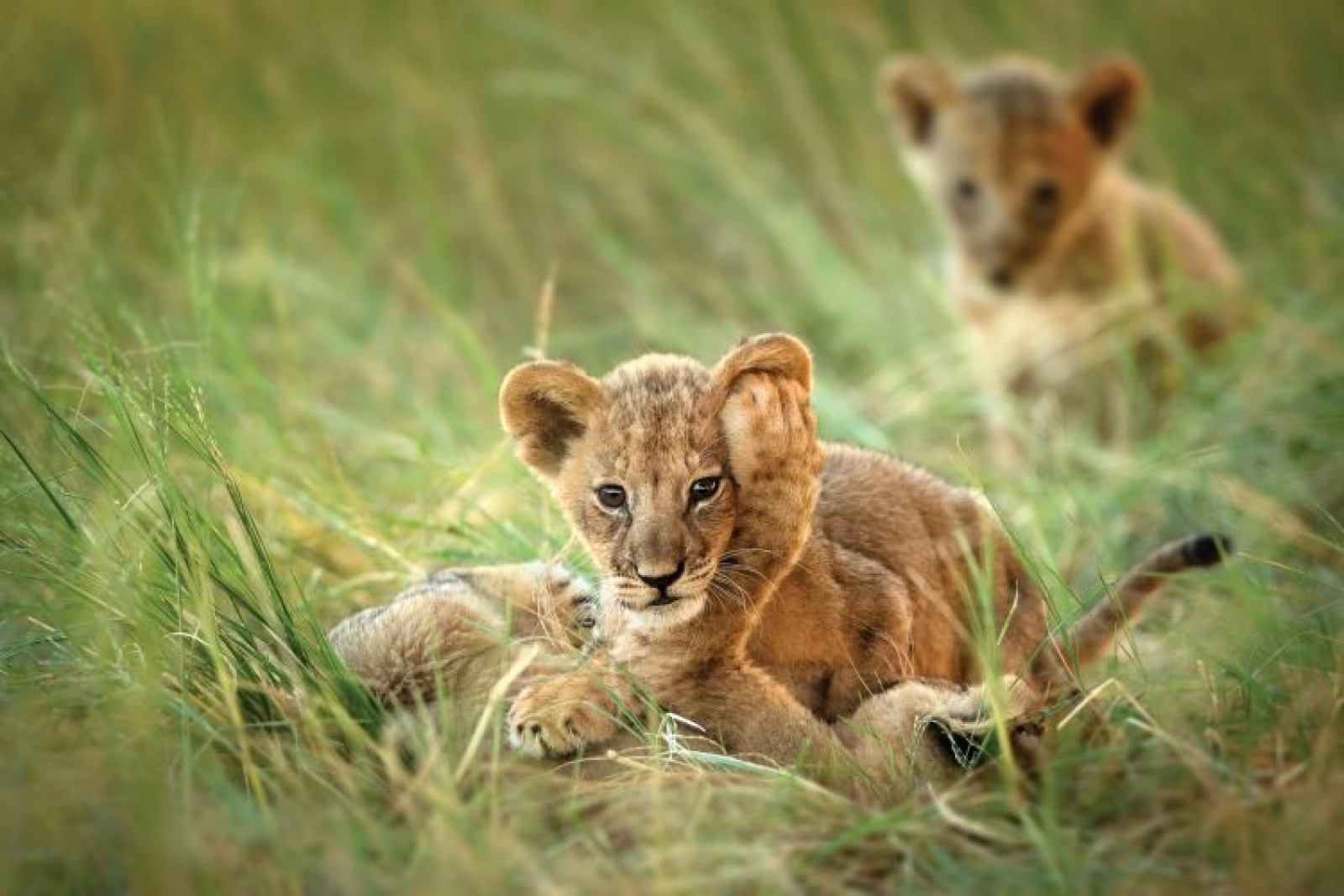 Big Five safari in Africa
