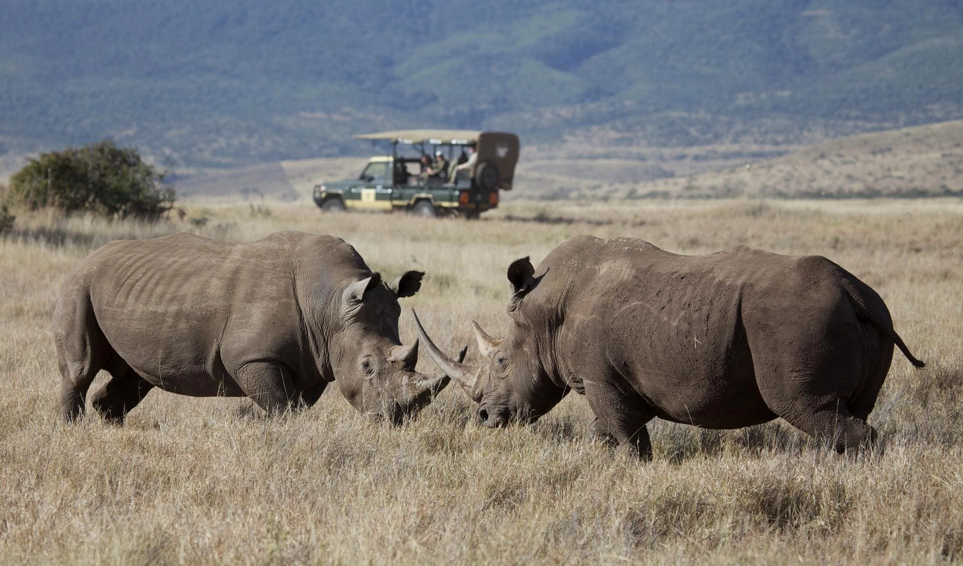 Big Five safari in Africa