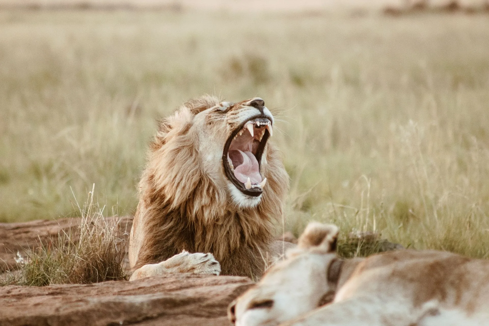 Big Five safari in Africa