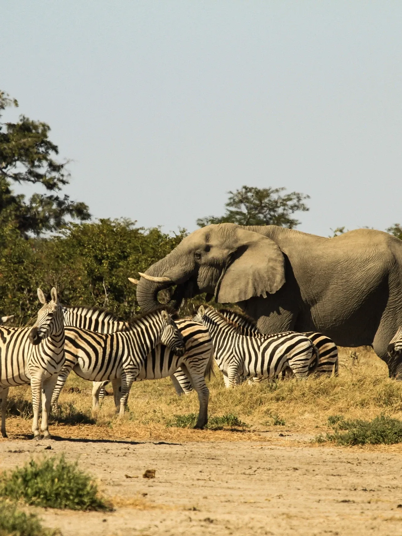 Big Five safari in Africa