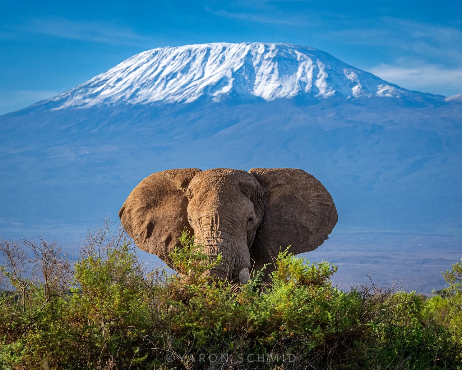 Big Five safari in Amboseli National Park