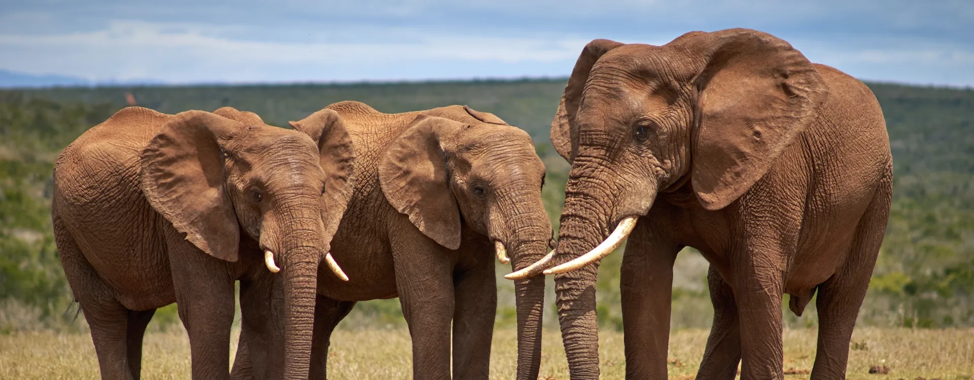 Big Five safari in Amboseli National Park