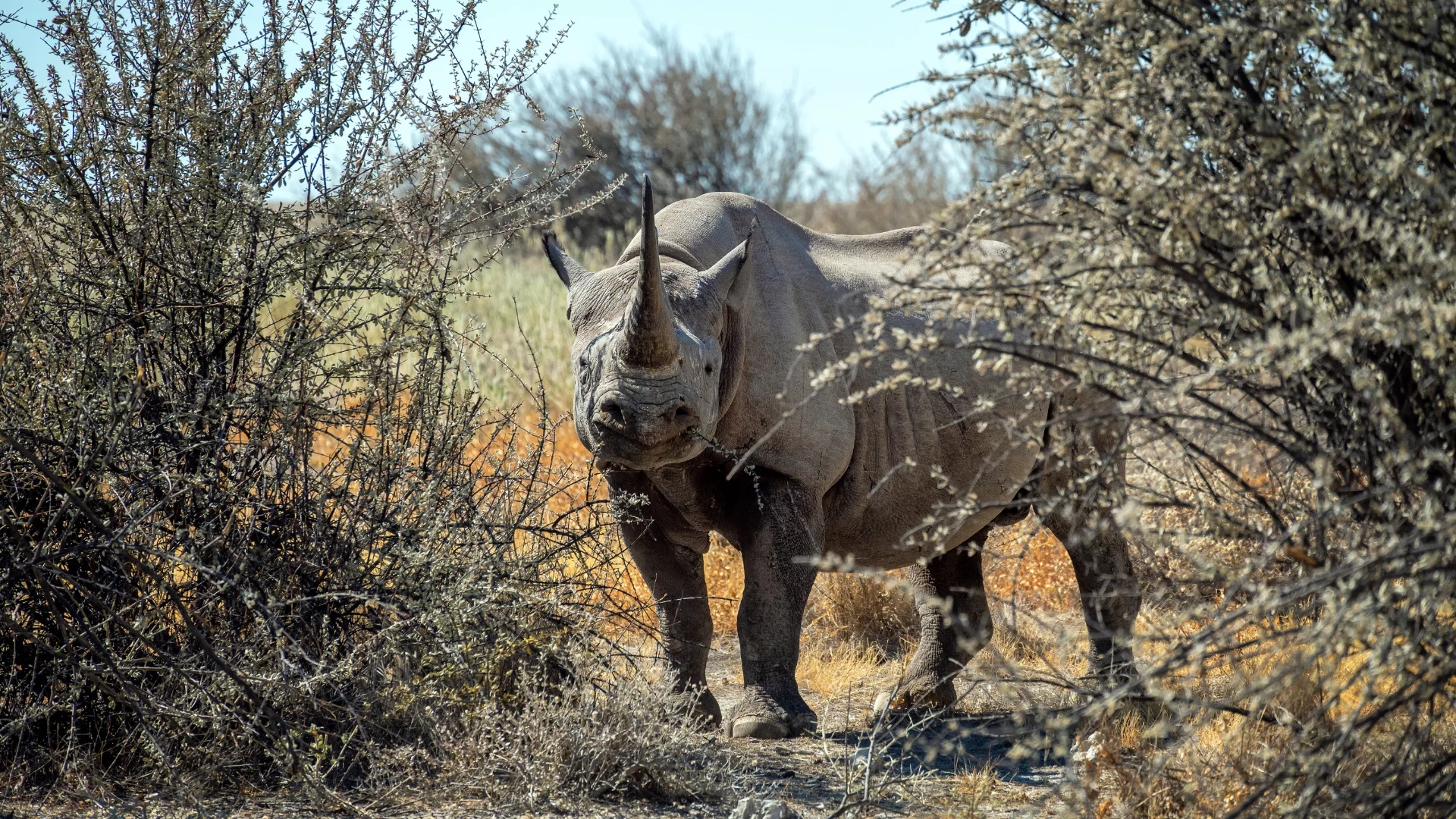 Big Five safari in Kenya