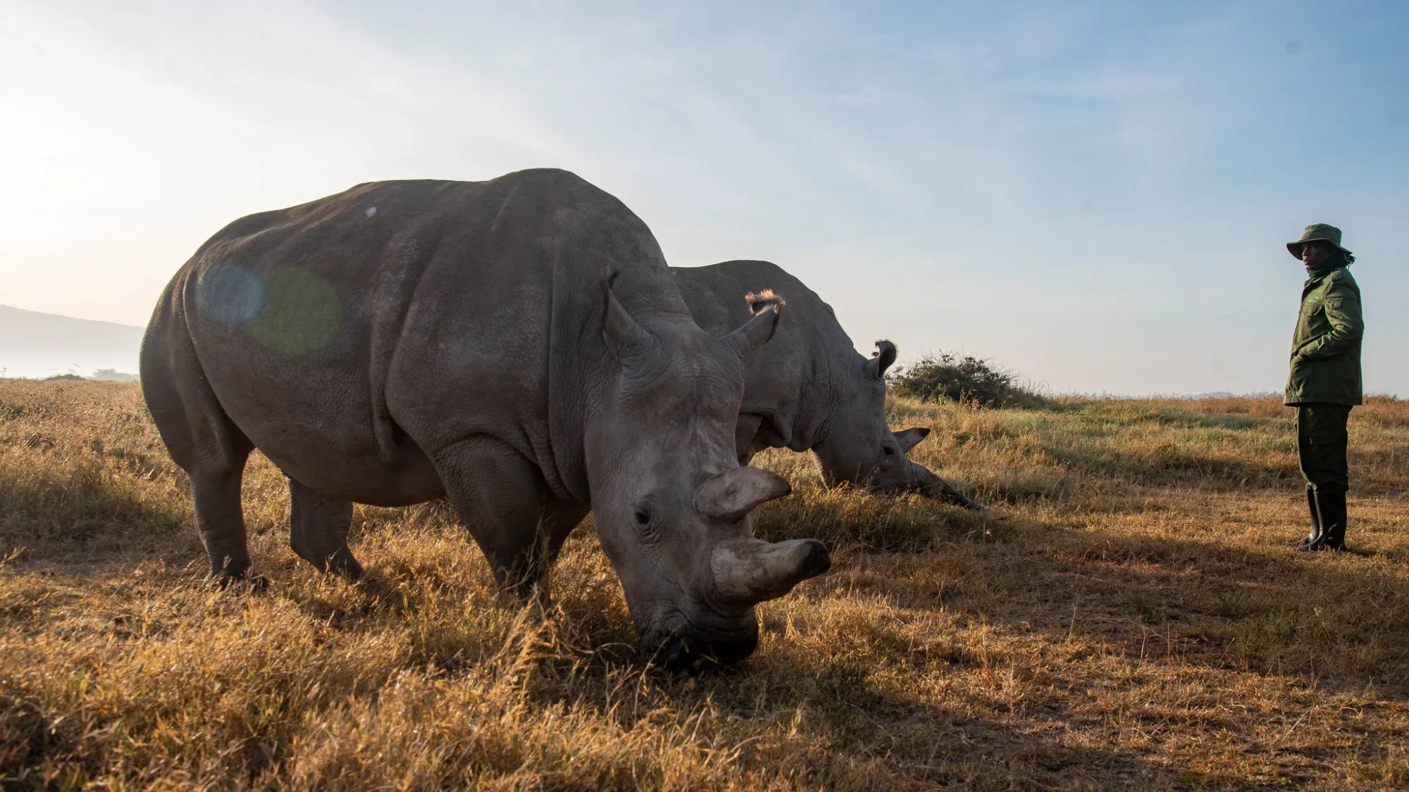 Big Five safari in Kenya