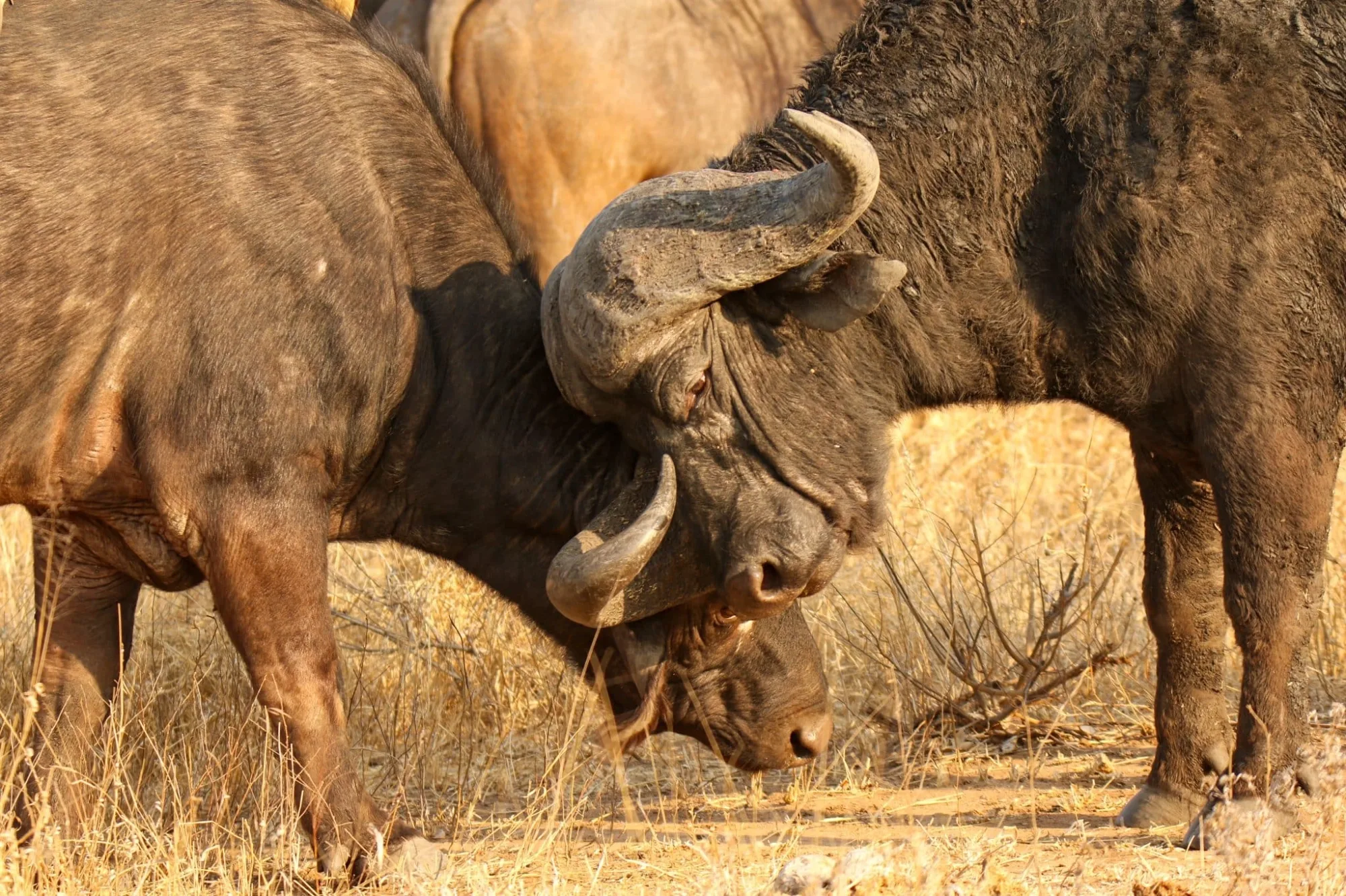 Big Five safari in Kenya