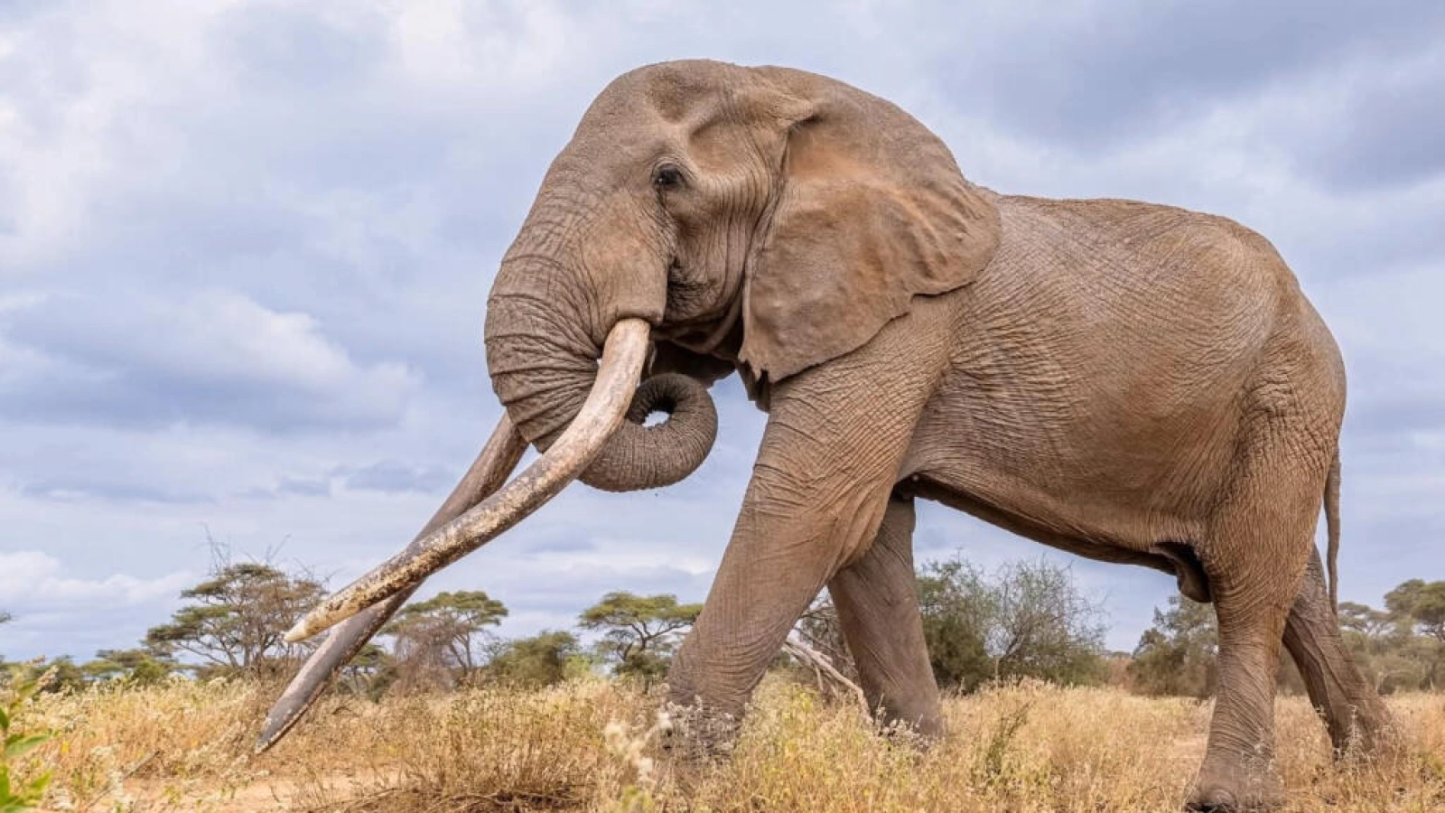 Big Five safari in Kenya