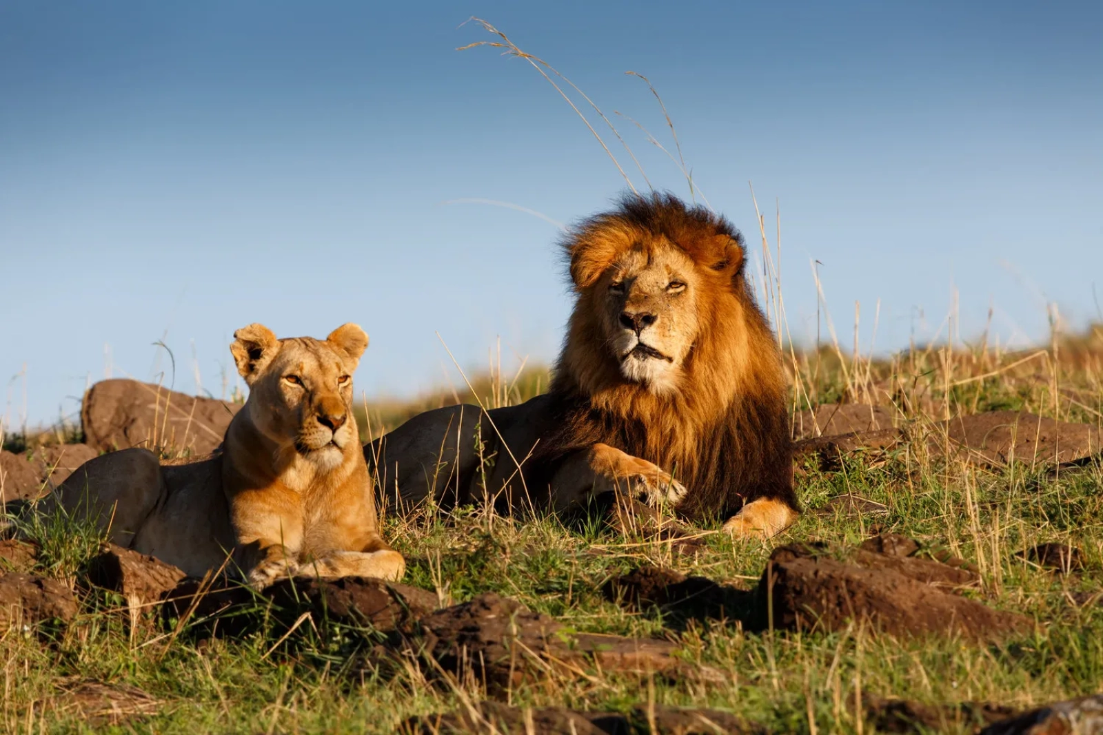Big Five safari in Kenya