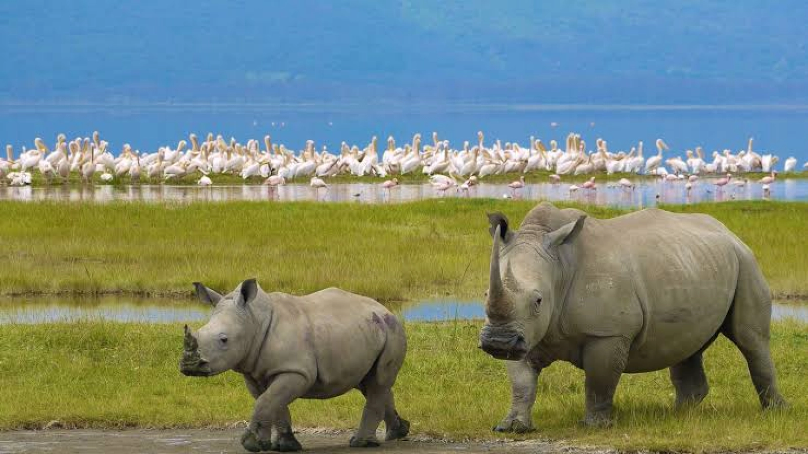 Big Five safari in Kenya