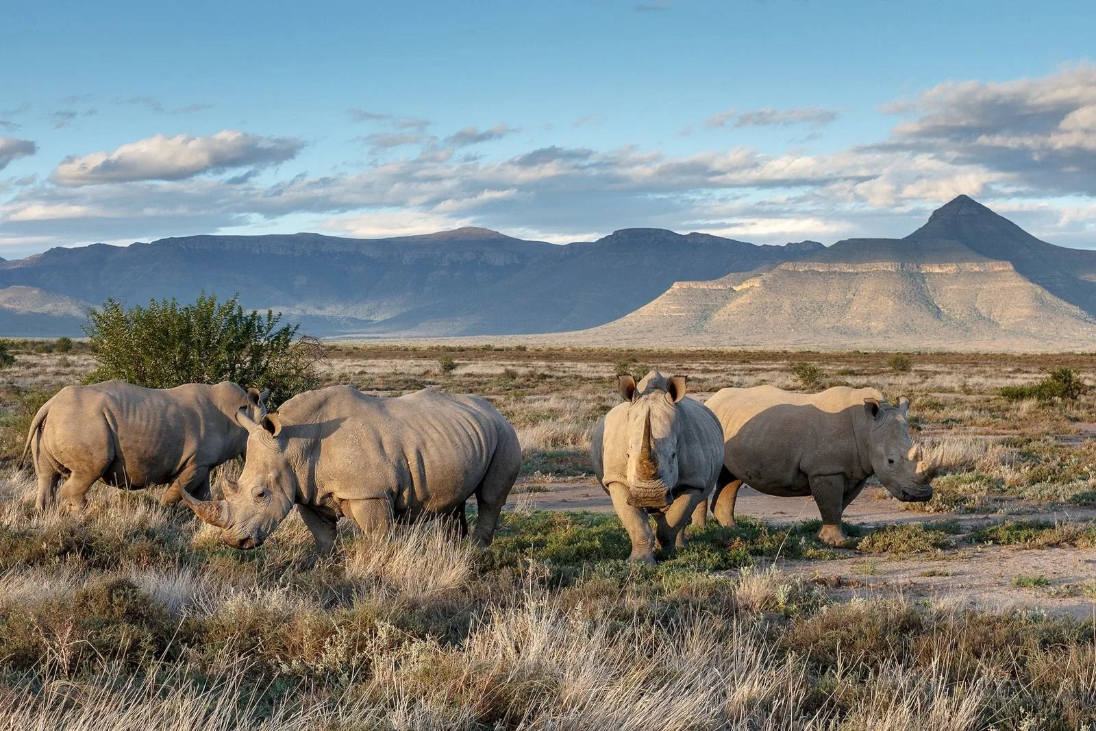 Big Five safari in Kenya