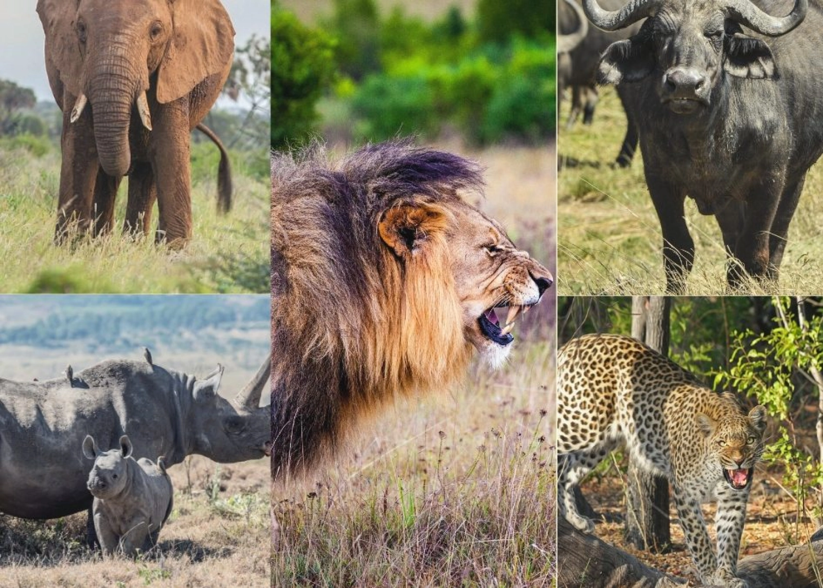 Big Five safari in Kenya