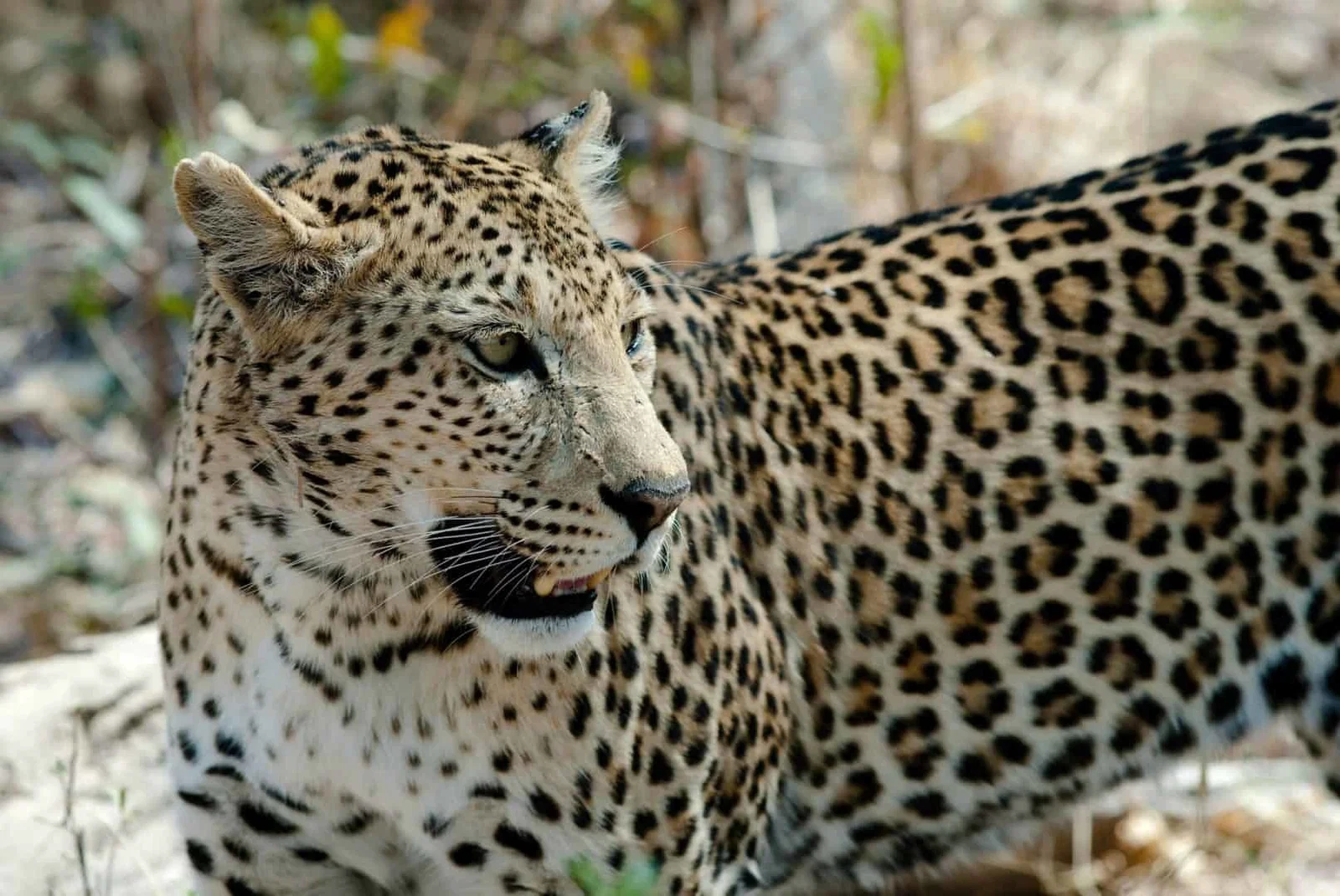 Big Five safari in Kruger National Park