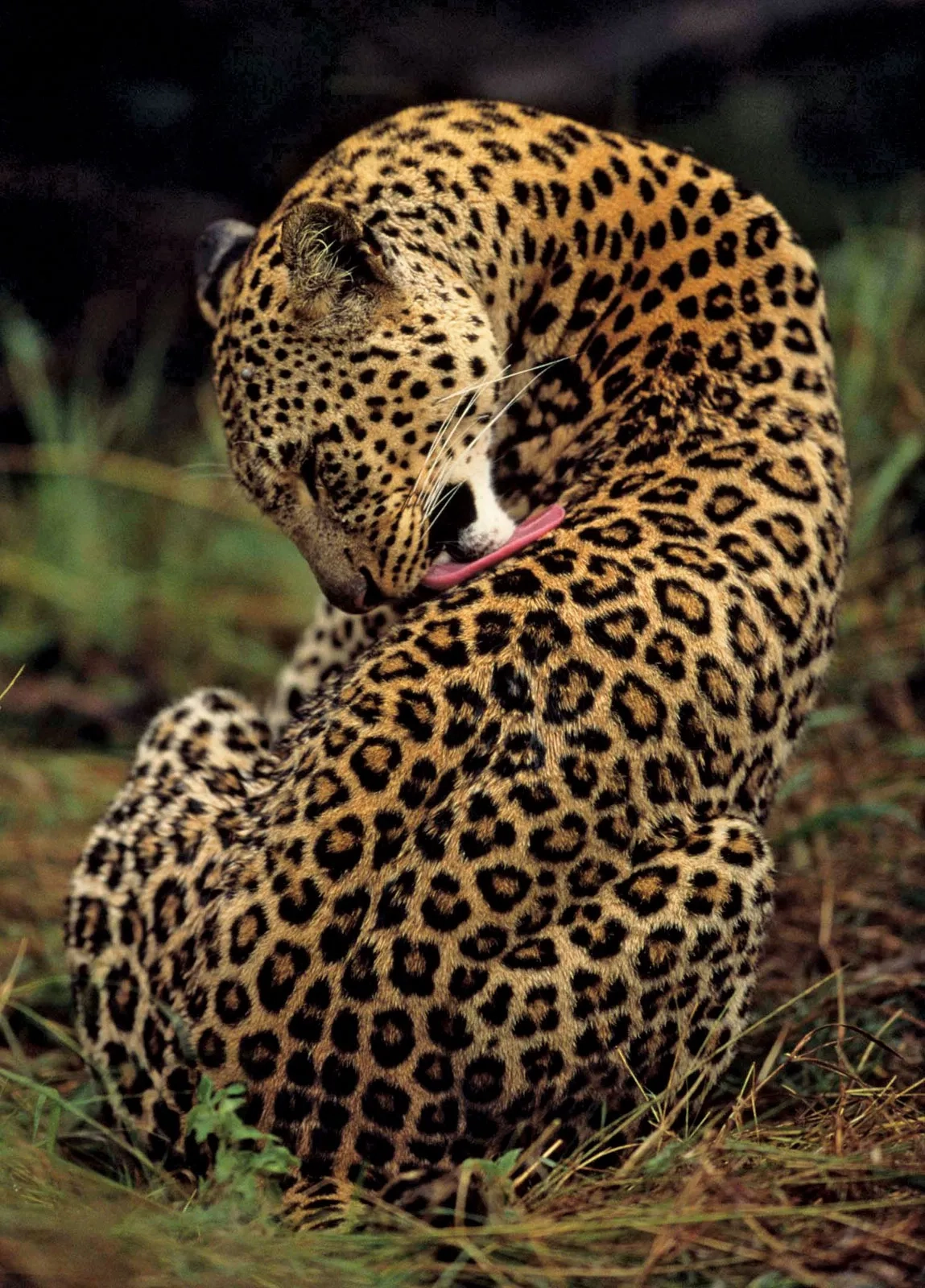 Big Five safari in Masai Mara